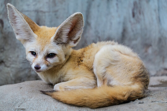 A fluffy fennec fox, whole body look cute in a close-up