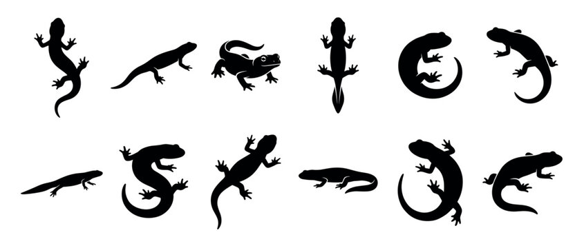 Black lizard and salamander silhouette collection showing various poses of the amphibians and reptiles in a minimalist graphic style for icons or emblems