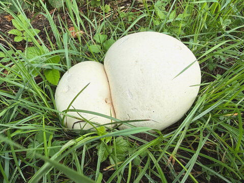 zwei Boviste mit zusammen gewachsenen K&ouml;pfen