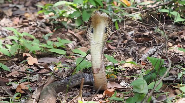 Naja kaouthia or monocled cobra deadly serpent living on a dry leaf in the forestin nature