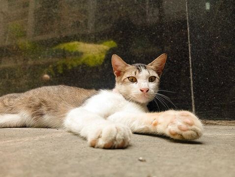 An adorable mixed-breed white and brown cat lying down with paws stretched forward, captured from a low angle on a grey concrete pavement.