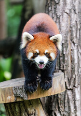 Obraz premium The red panda sticking out its tongue and looking cute, lowering its head to make eye contact