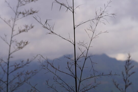 Delicate Wild Grass Silhouette Against Misty Mountains in Matale, Sri Lanka