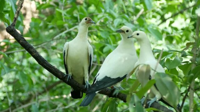 Group of pied imperial pigeons perching on tree branch