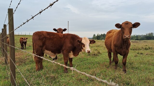 vaca