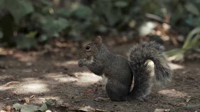 Cute gray squirrel eating a nut in the forest