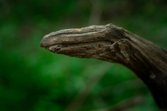 Old weathered tree branch shaped like an animal head against a green forest background
