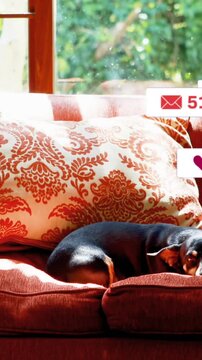 Animation of multiple social media icons over two dogs lying on the couch at home