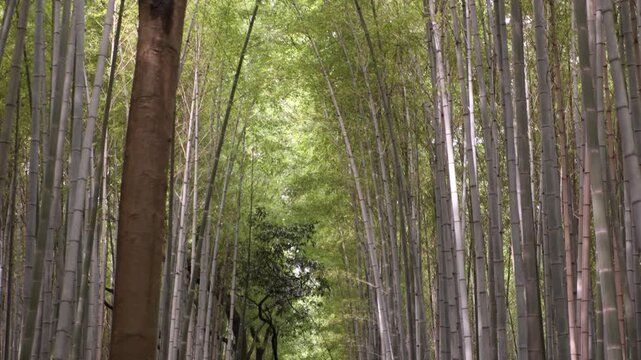 Close forest view of towering bamboo trunks in the Arashiyama Bamboo Grove, creating strong vertical patterns and a dense green natural atmosphere in Kyoto, Japan
