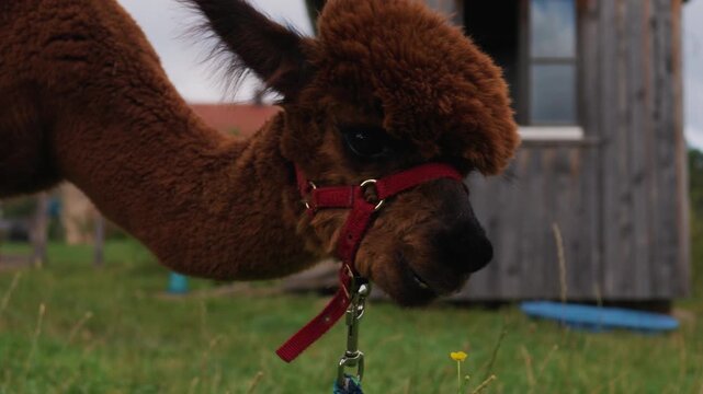 Cute brown alpaca wearing a red halter grazing peacefully on a grassy farm field and shaking head.