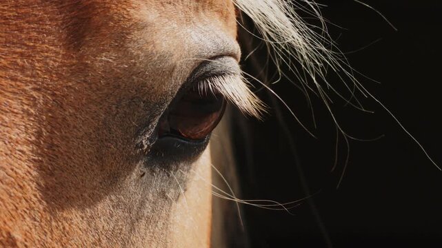 Majestic horse eye portrait lit by warm sunlight against a dark shadowy background. Animal close-up