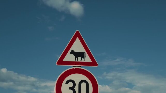 Cattle crossing warning sign and 30 kilometer miles speed limit post in the countryside. Parallax camera movement