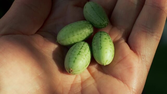 Gardener holding small fresh cucamelons in hand after harvesting in an organic vegetable garden.