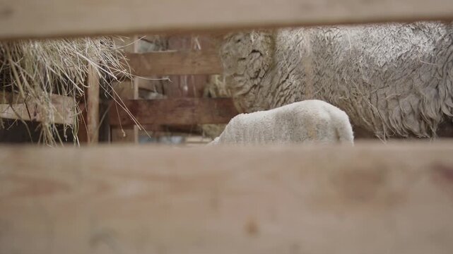 A young lamb hops around next to the ewe in the straw seen through a narrow gap between the wooden boards of the pen
