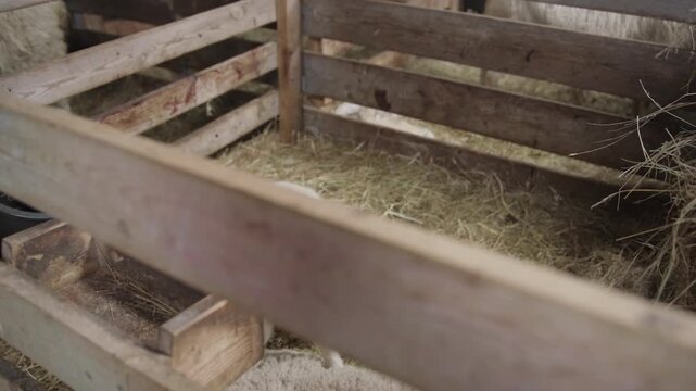 Two young lambs stand close together in the deep straw of a wooden barn pen while the ewe rests in the foreground