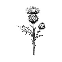 Obraz premium PNG Elegant botanical thistle illustration