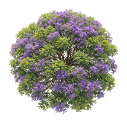 Obraz premium PNG Vibrant purple-flowered tree top.