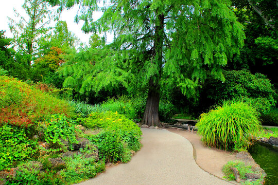 Peaceful scene in the Japanese Garden located on Margaret Island in Budapest, Hungary, with trees seen along the paths, rivulets, and green plants