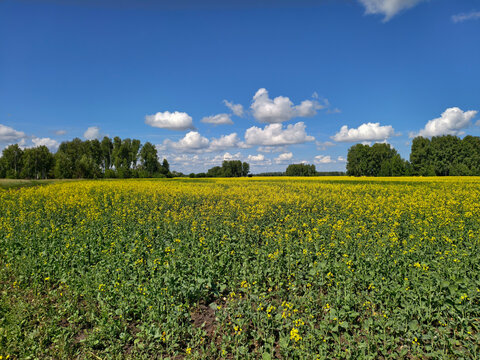Agricultural field with yellow rape flowers under blue sky and clouds. Altai Krai.