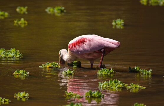 pink spoonbill in the water