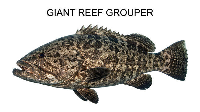 A giant reef grouper swimming in clear water, its patterned skin visible against a light background