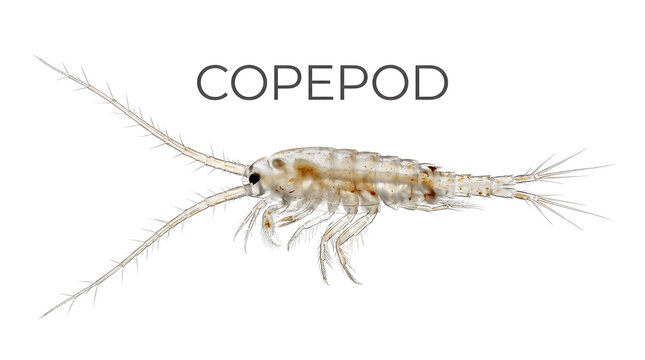 Detailed illustration of a copepod, a type of zooplankton, showcasing its antennae and body segments