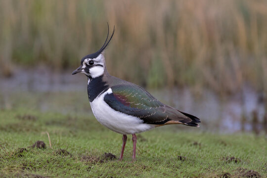 Northern lapwing standing in wet meadow, wildlife and grassland habitat concept