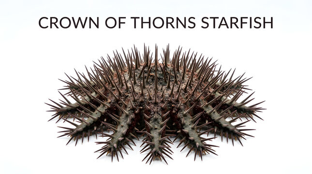 A crown of thorns starfish, a marine invertebrate with spiky protrusions, resting on a flat surface