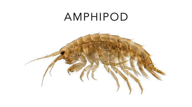 Close-up illustration of an amphipod with detailed legs, antennae, and segmented body, labeled AMPHIPOD