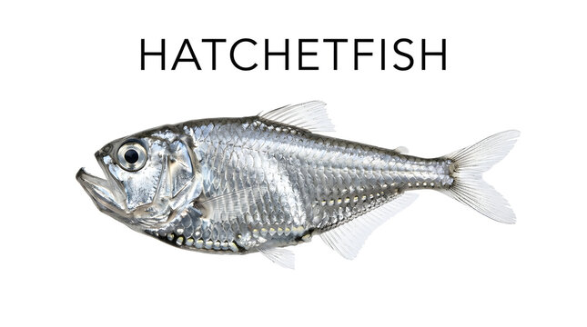 A hatchetfish with reflective scales and sharp fins, isolated against a plain background with its name written above