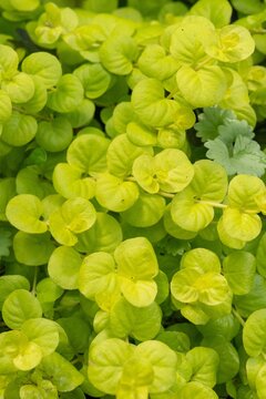 Lush bright lime green creeping Jenny ground cover leaves in a garden