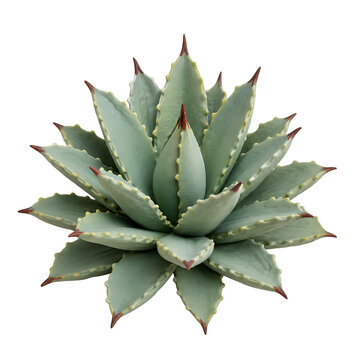 handmade agava plant