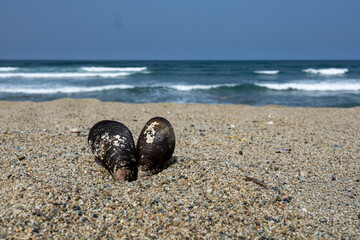 Two mussel shells on sandy beach beside ocean waves © Maribel Falcon