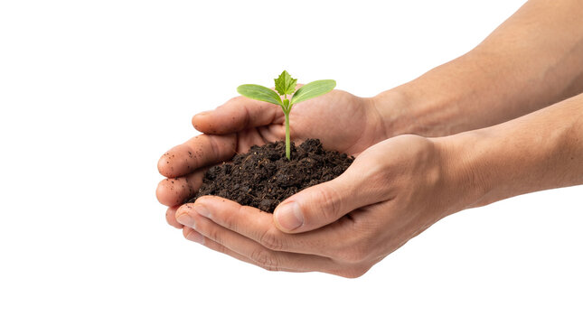 Young green sprout in cupped hands with dark soil, nurturing plant growth concept, environmental conservation and sustainability
