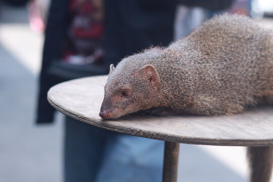 Close-up of a brown mongoose resting on a wooden table outdoors