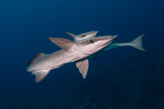 Two Remoras in Belize