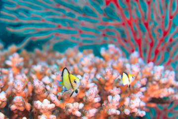 two-stripe damselfish, Dascyllus reticulatus, in Solomon Islands © Janos