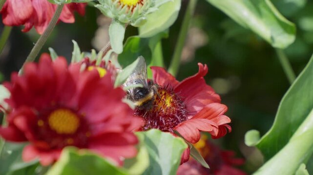 Bee hovers near vibrant red flower, collecting nectar. Sunlight glints on fuzzy wings, highlighting delicate motion. Petals surround the bee. Insects bees mothers day floral