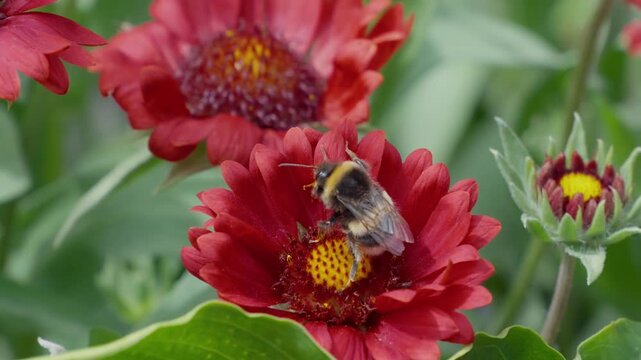 Red flower petals surround a busy bee. Bee lands gently on yellow center, gathering nectar. Another bee hovers near, drawn by pollen. Flowers glow with vibrant color. Insects bees mothers day floral