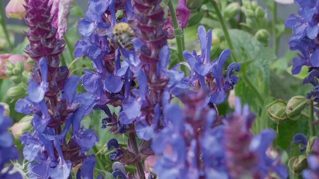 Vibrant purple flowers sway gently in garden breeze. Bees buzz around blossoms, collecting nectar. Soft green leaves frame the colorful blooms.