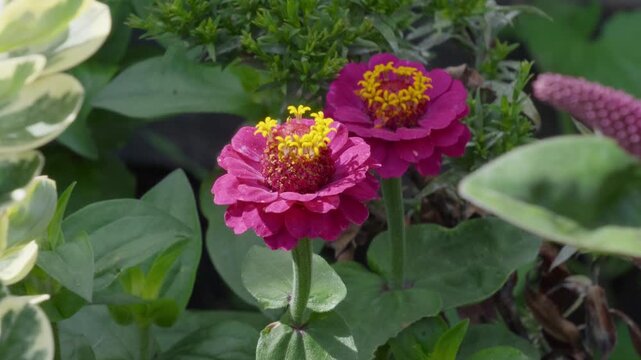 Vibrant pink zinnias bloom with yellow centers. Green leaves frame the blossoms naturally. Soft focus hints at garden's tranquil charm. Insects bees mother day floral