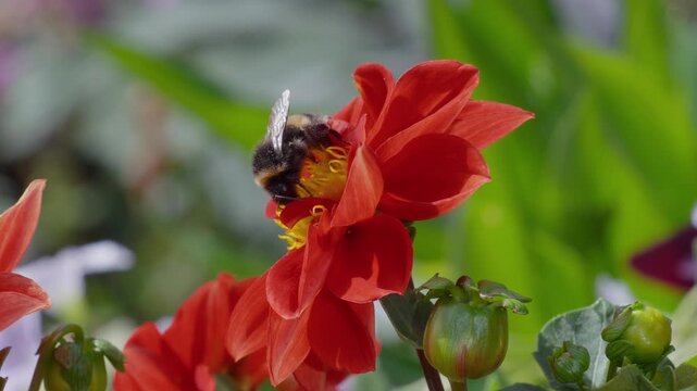 Bee gathers nectar from a vibrant red flower. Its fuzzy body moves through petals with purpose. Green leaves frame the bloom, soft and lush. The bee's wings hum faintly as it feeds. Insects bees