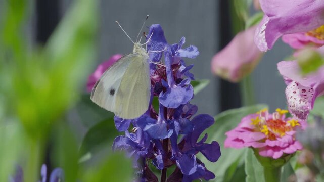White butterfly lands softly on purple blooms. Pink flowers bloom beside the cluster. Green leaves frame the garden scene. Nature's quiet moment, serene and peaceful. Insects bees