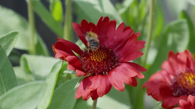 Red flower with a bee collecting nectar. Green leaves surround the bloom. Sunlight highlights the pollen and wings. Bee moves slowly among petals. Insects bees mothers day floral