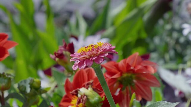 Soft focus shows a pink zinnia in bloom. Orange dahlias frame the central flower. Green leaves blur softly in background. Bright daylight enhances natural colors. Insects bees mother day floral