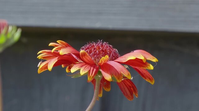 Red-orange flower blooms with yellow tips. Petals curl gently, facing sun's warmth. Dark wood fence forms soft backdrop. Natural garden scene, calm and still. Insects bees mothers day floral