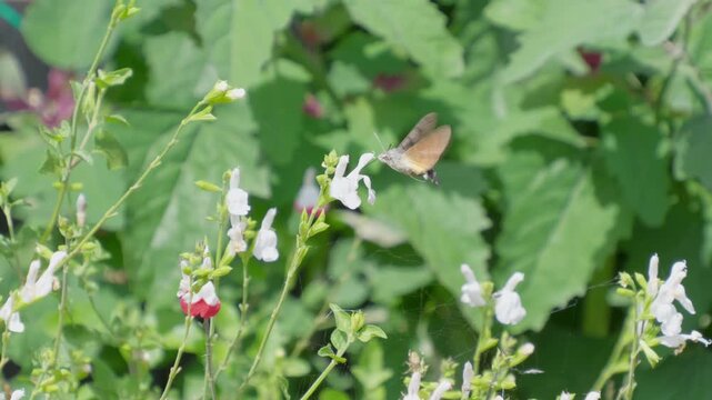 Hummingbird moth hovers near blossoms. Lush green leaves surround the scene. Soft white blooms add delicate contrast. Animal feeds on nectar from flowers. Insects bees mothers day floral