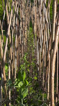 Sunlight illuminating a natural wooden trellis made of crisscrossed sticks and branches, providing support for young pea plants growing in a lush, green summer vegetable garden