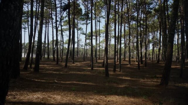 Slender pine tree trunks cast long shadows across a floor covered in dry pine needles. Sunlight filters through the dense canopy to illuminate the rough bark and sandy forest soil.