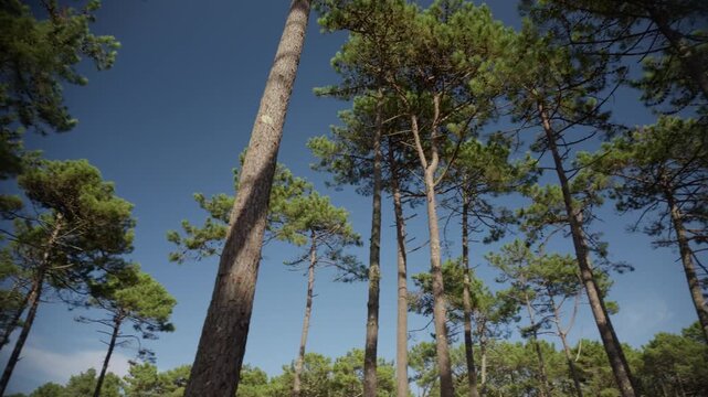 A low angle wide view looking up at tall pine tree trunks reaching toward a bright blue sky. Natural sunlight illuminates the green pine needles and rough bark textures.